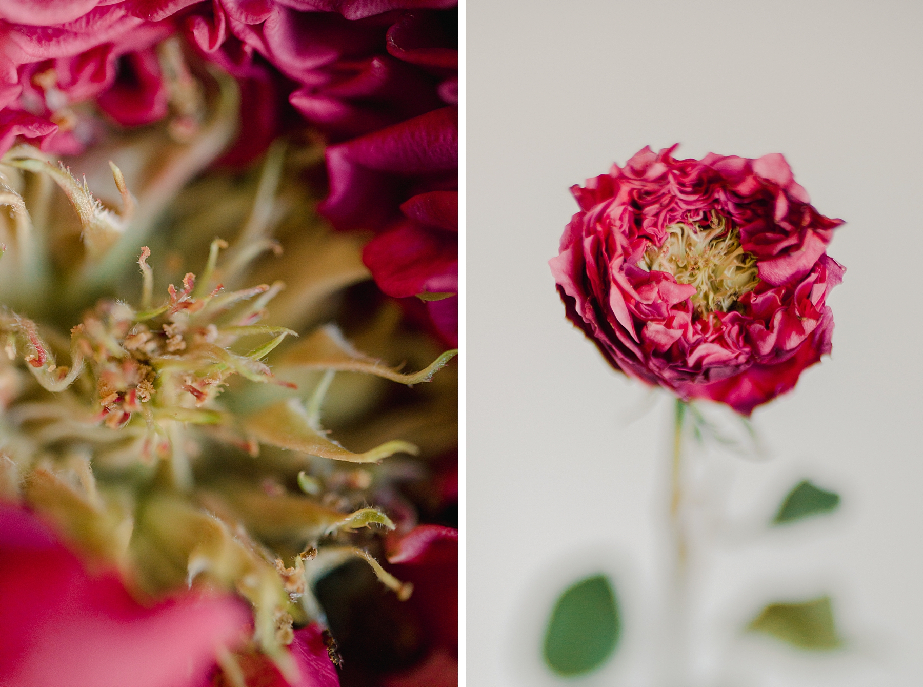 Country Garden Rose by Fine Art Photographer Brenda Landrum in Castle Rock, Colorado