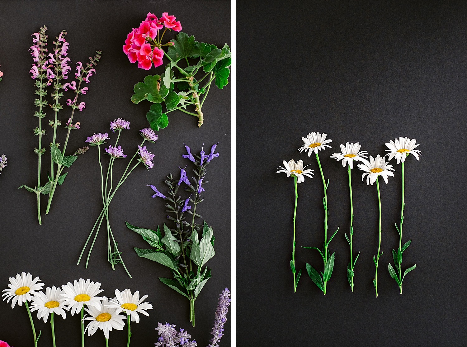 Blooming in the Garden Collection by floral photographer Brenda Landrum of Castle Rock Colorado