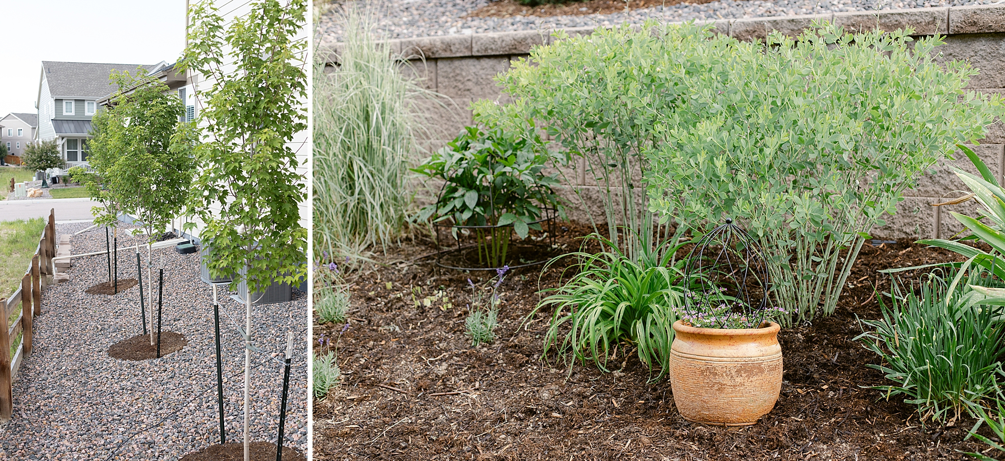 2023 June Garden, floral photographer's personal Colorado garden.