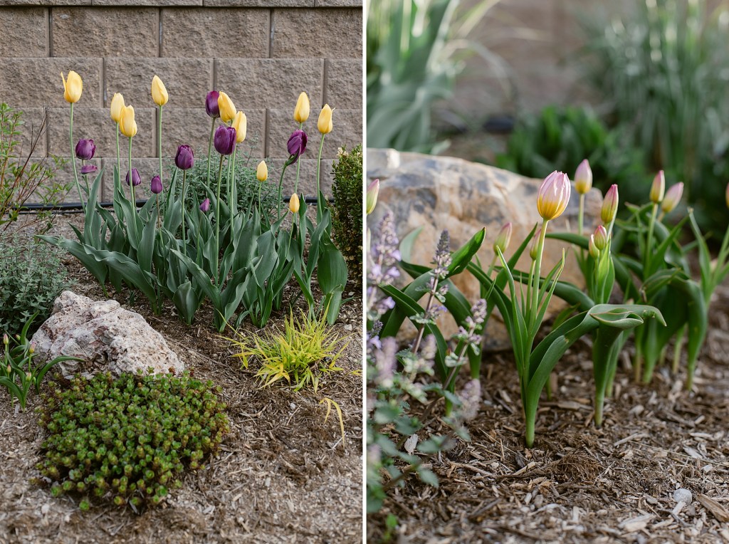 2023 May's Garden, floral photographer's personal Colorado garden.