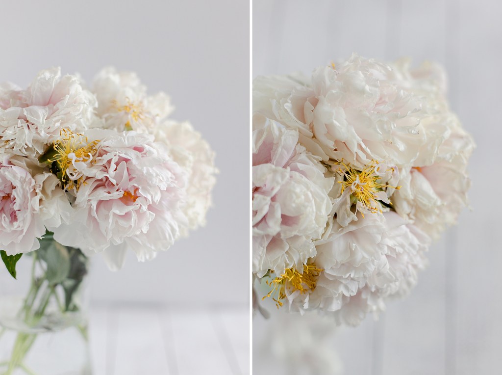 Blooming in the Garden series by floral photographer Brenda Landrum of Colorado