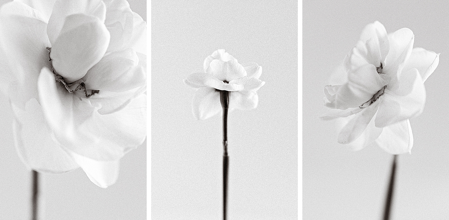 Acropolis Daffodil from Colorblends, Floral Photographer 2022 Spring Garden