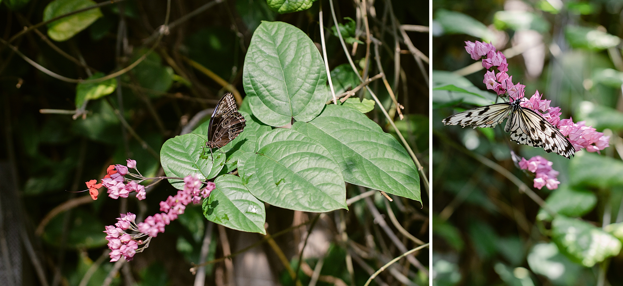 Denver Butterfly Pavilion May 2023, Brenda Landrum Photographer