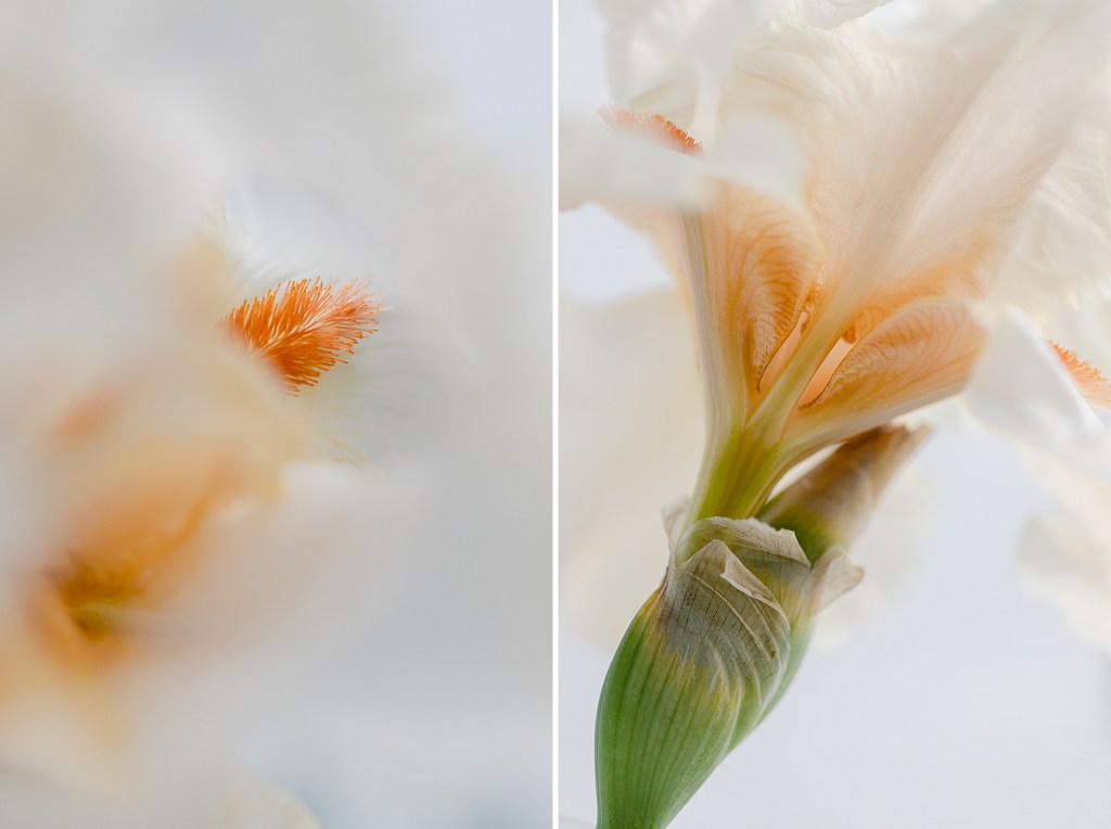 Blooming in the garden of photographer Brenda Landrum in Castle Rock, Colorado.