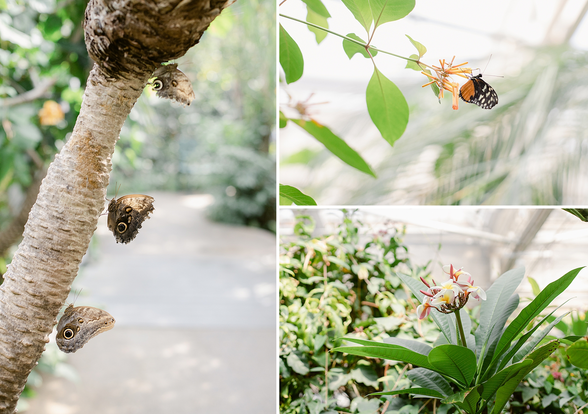 Denver Butterfly Pavilion May 2023, Brenda Landrum Photographer