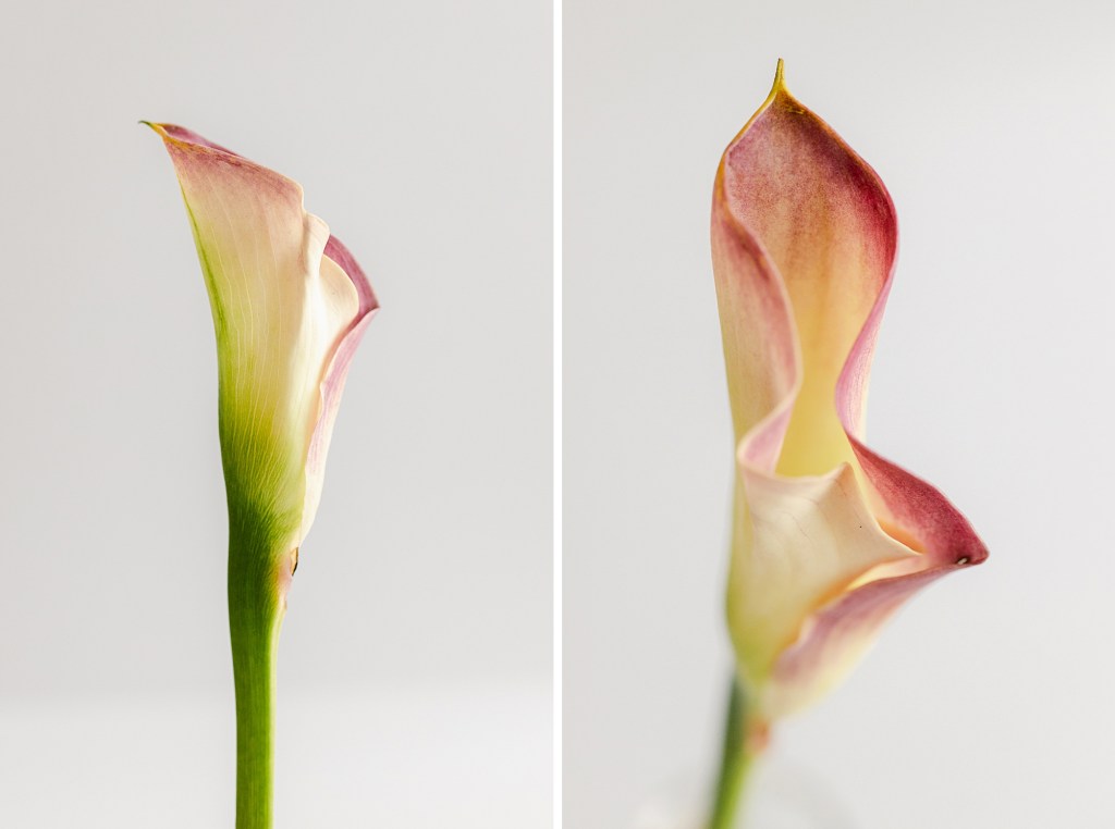 One Cala Lily bloom photographed in studio using natural light by photographer Brenda Landrum of Castle Rock, Colorado