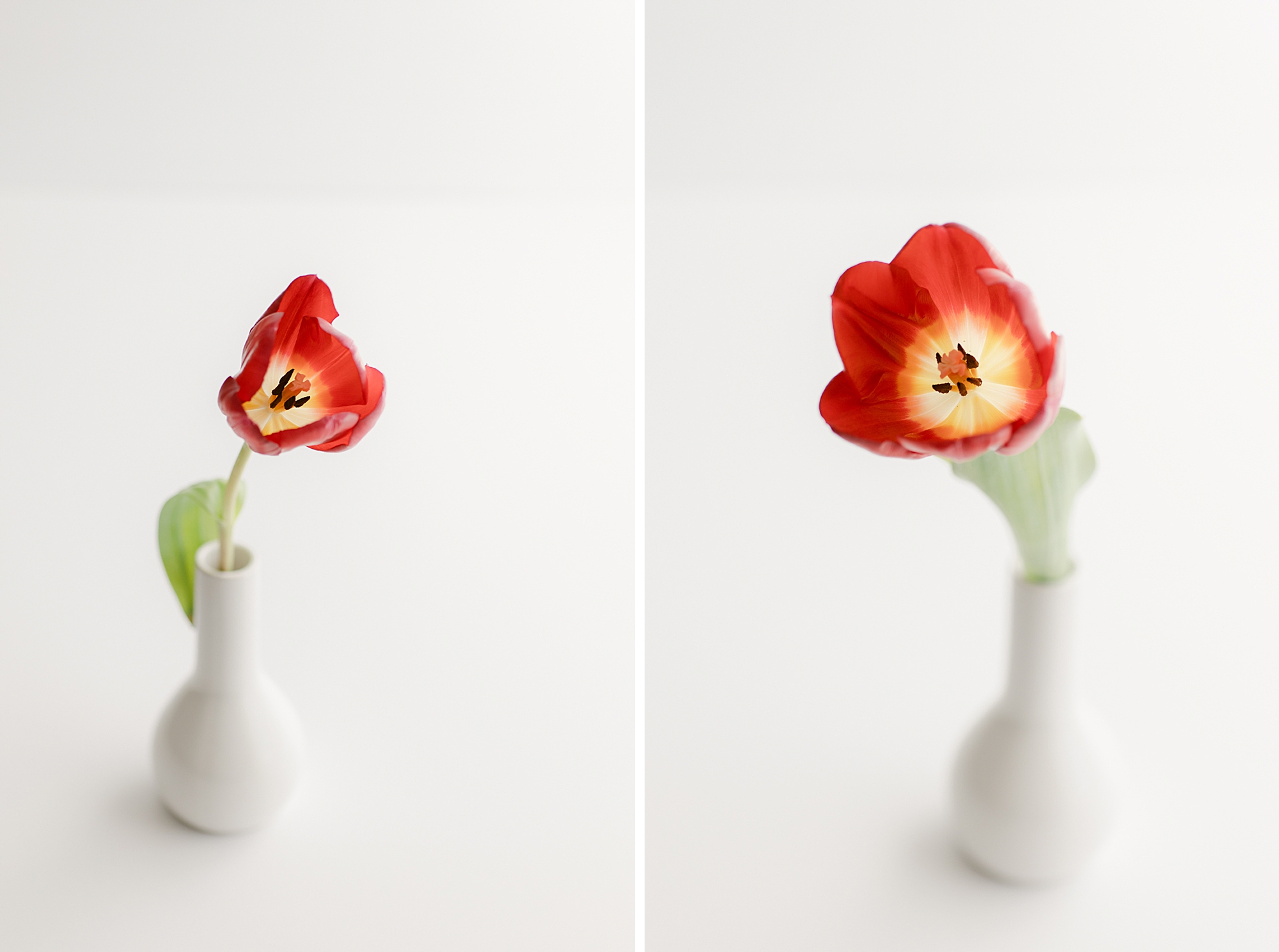Beautiful Red Tulip photographed in a natural light studio in Castle Pines by photographer Brenda Landrum