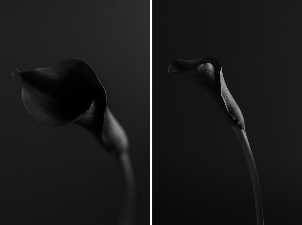 2021 Favorites, Fine Art Floral Photographer Brenda Landrum