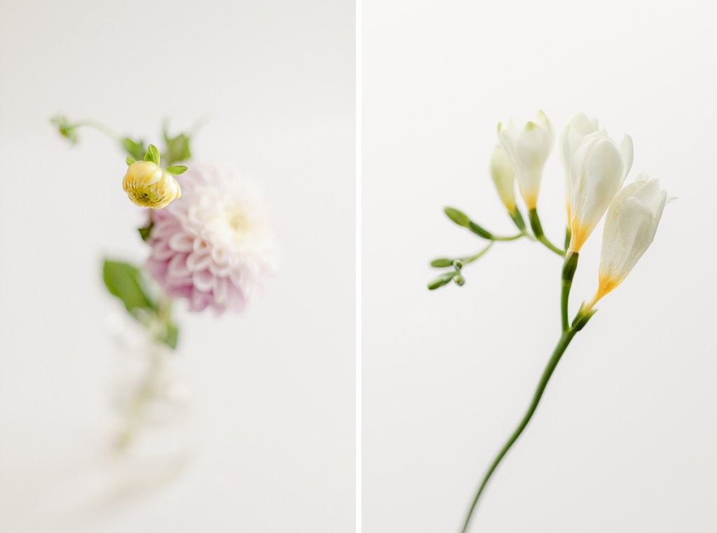 2021 Favorites, Fine Art Floral Photographer Brenda Landrum