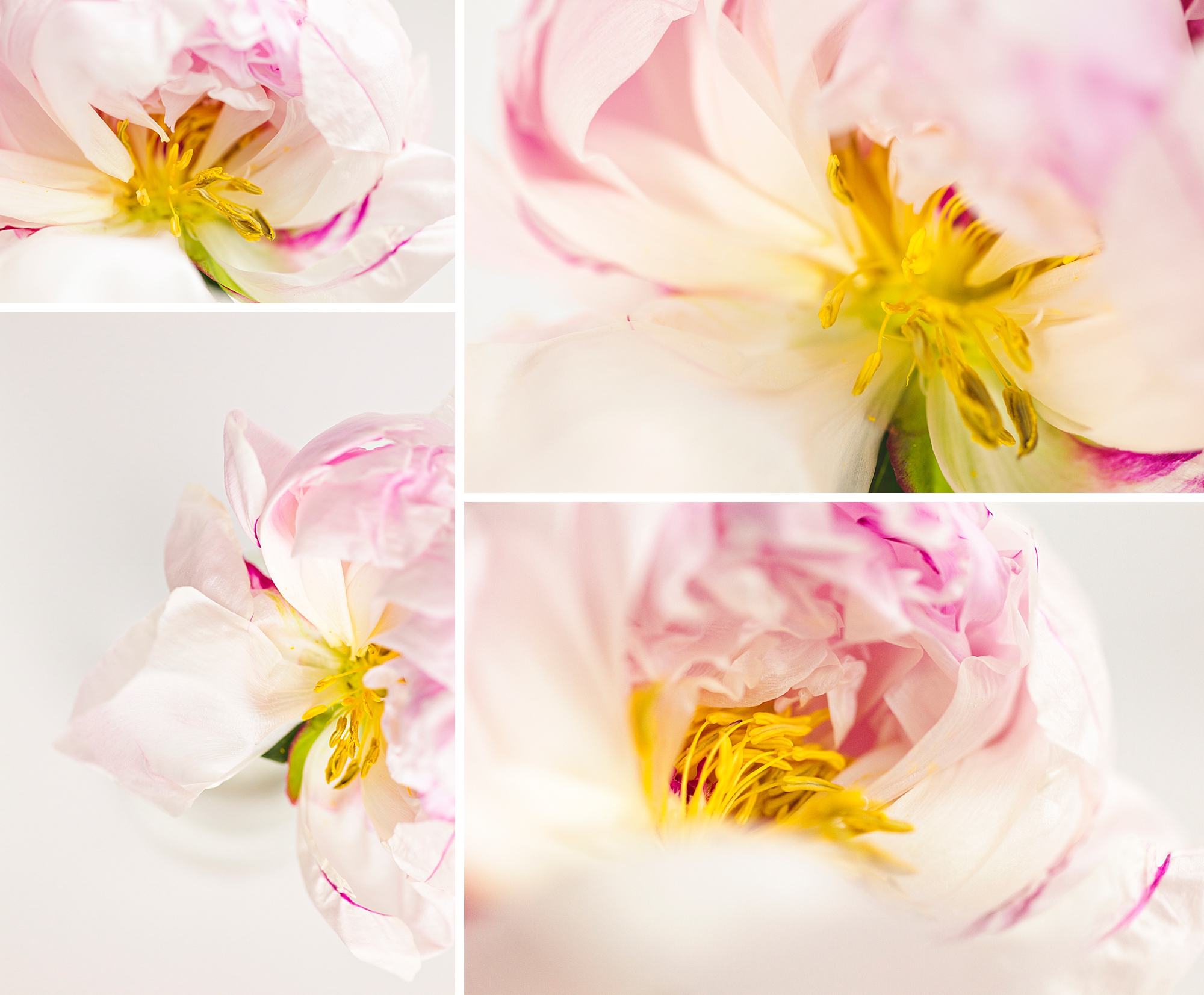 Life of a Peony, from bud to dried by Floral Photographer Brenda Landrum in Castle Pines, Colorado