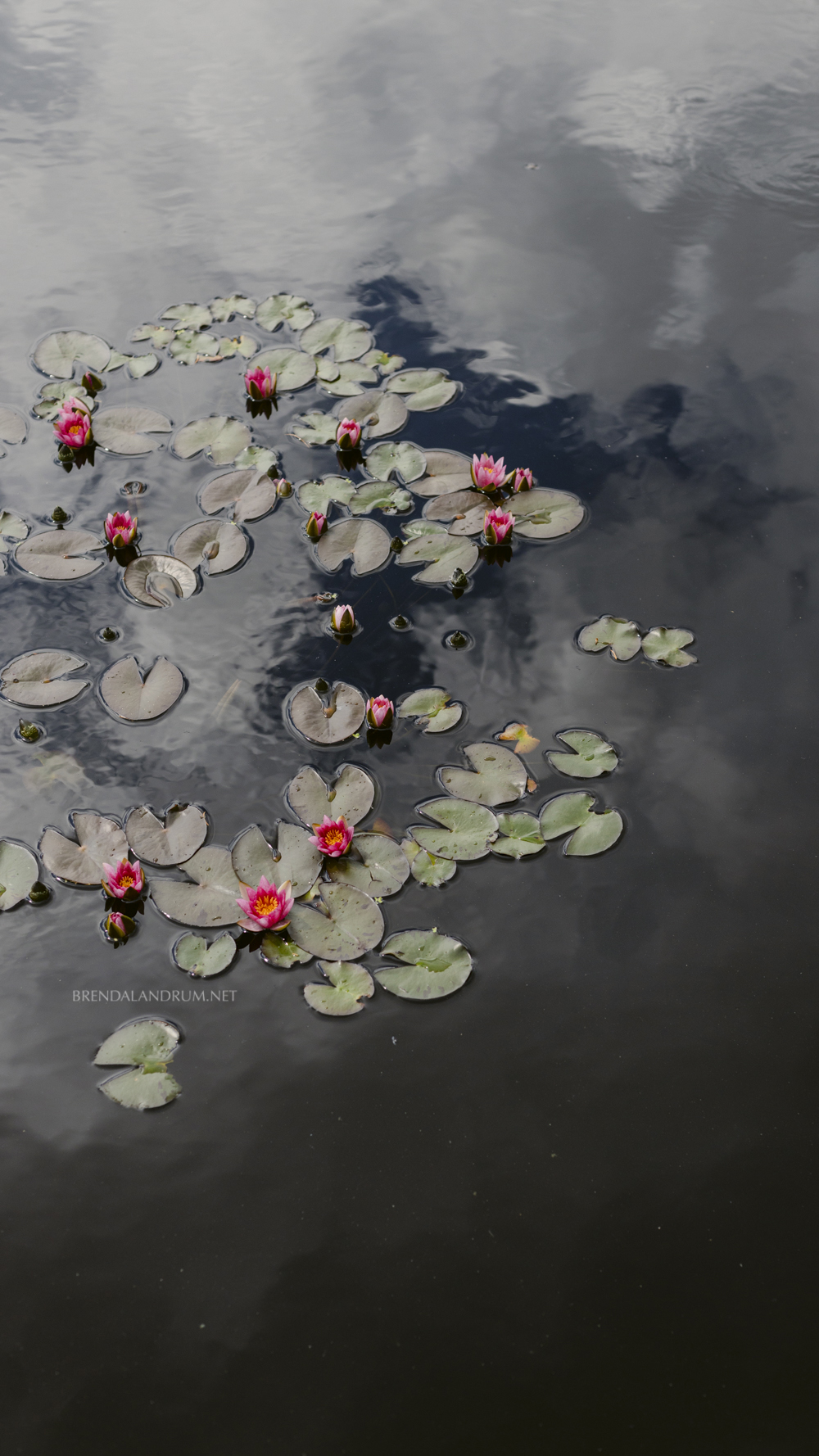 Botanic Garden iPhone Wallpaper Download