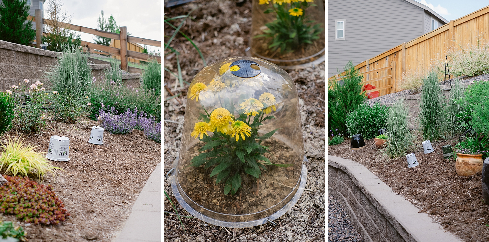 2023 June Garden, floral photographer's personal Colorado garden.