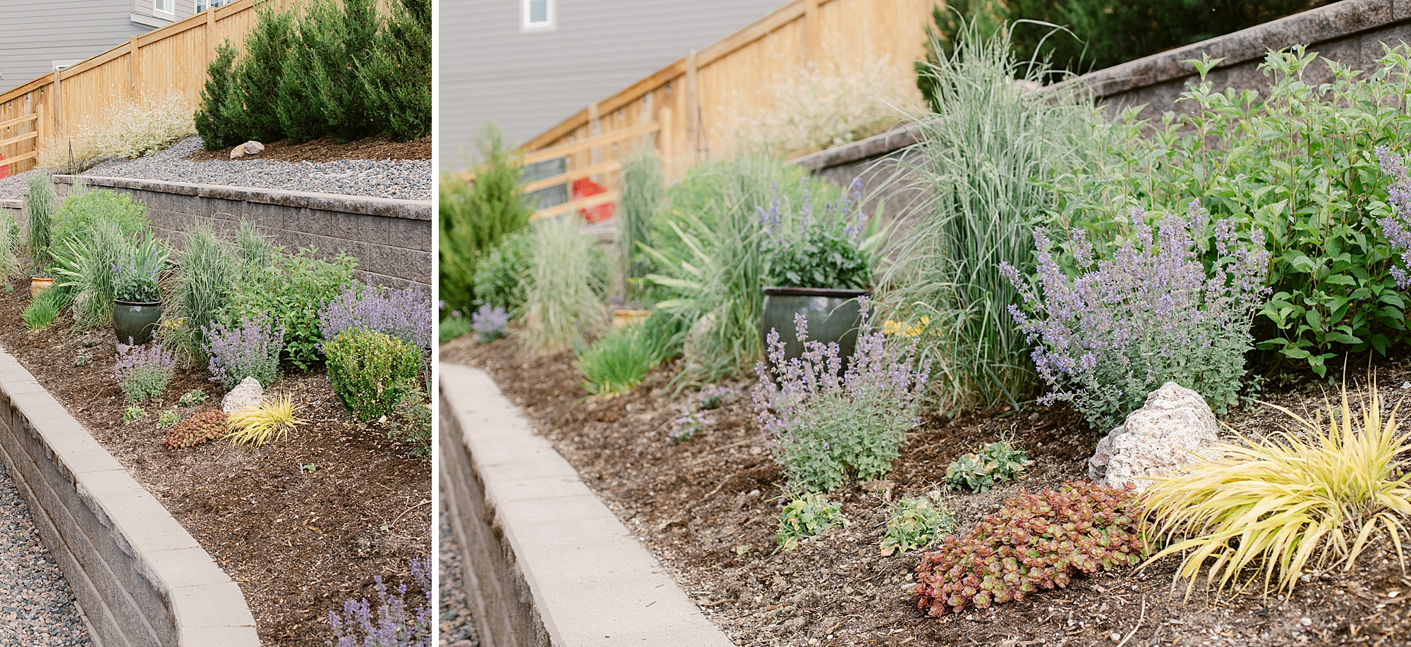 2023 June Garden, floral photographer's personal Colorado garden.