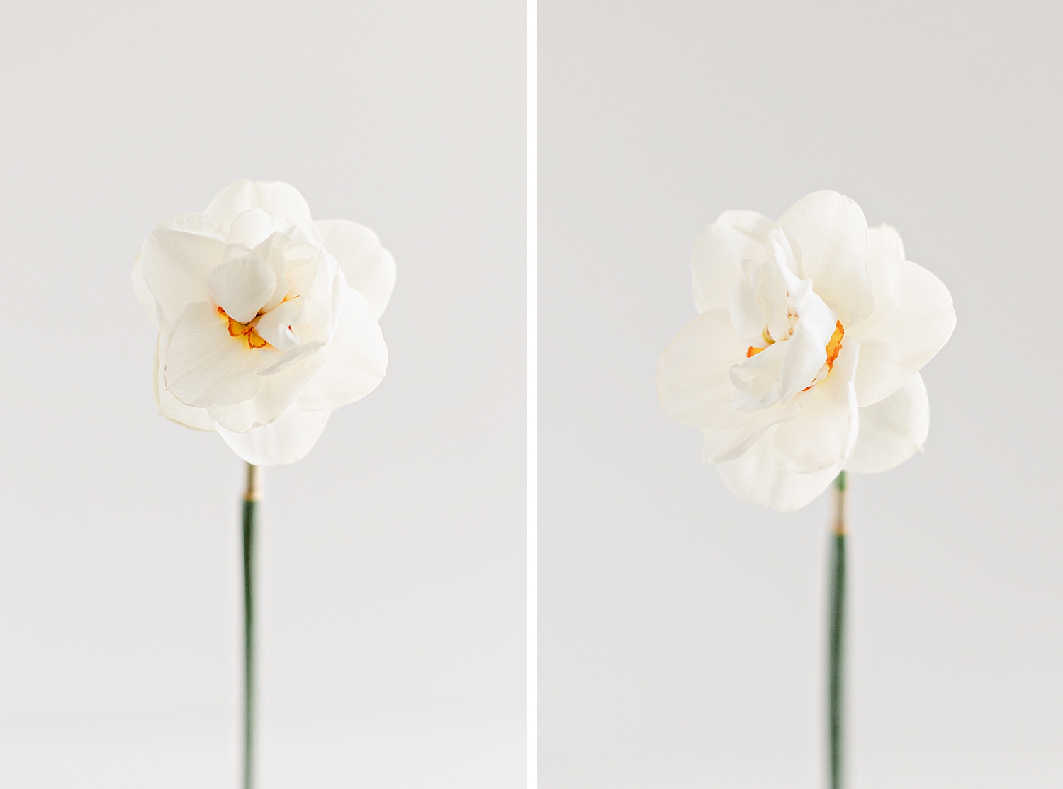 Acropolis Daffodil from Colorblends, Floral Photographer 2022 Spring Garden