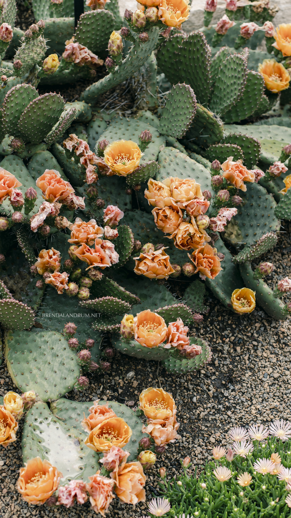 Botanic Garden iPhone Wallpaper Download