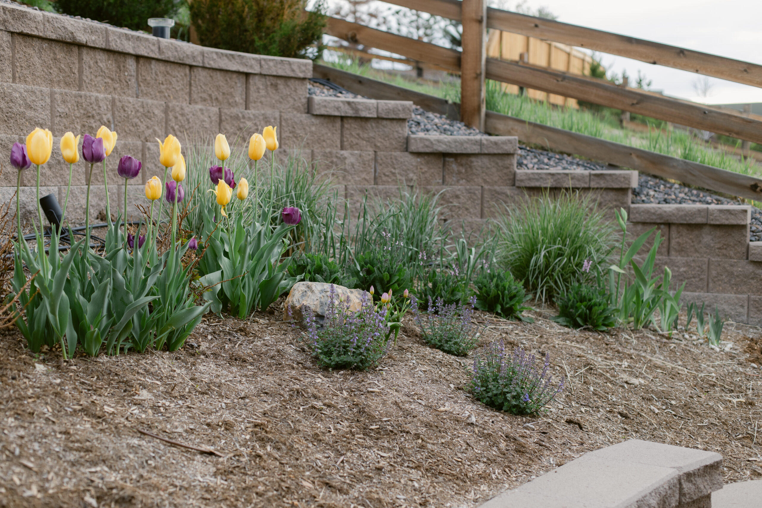 2023 May's Garden, floral photographer's personal Colorado garden.