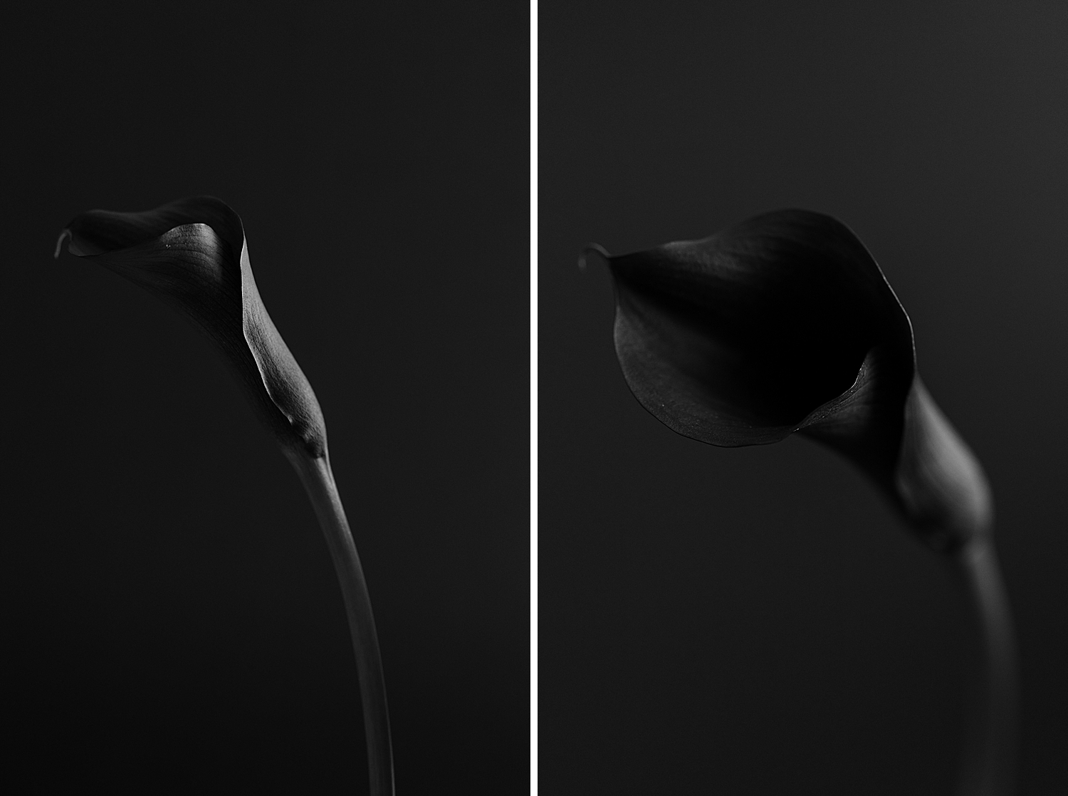 Is your art selfish? Floral Photographer Brenda Landrum of Castle Rock Colorado