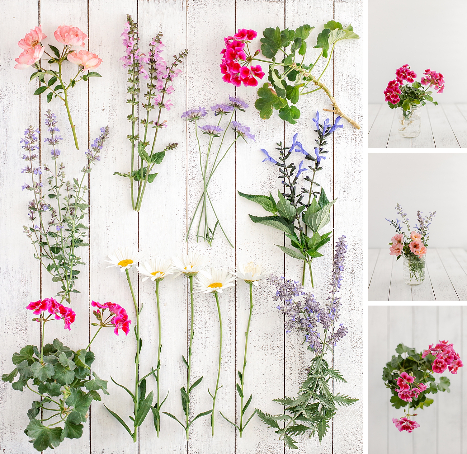 Blooming in the Garden Collection by floral photographer Brenda Landrum of Castle Rock Colorado