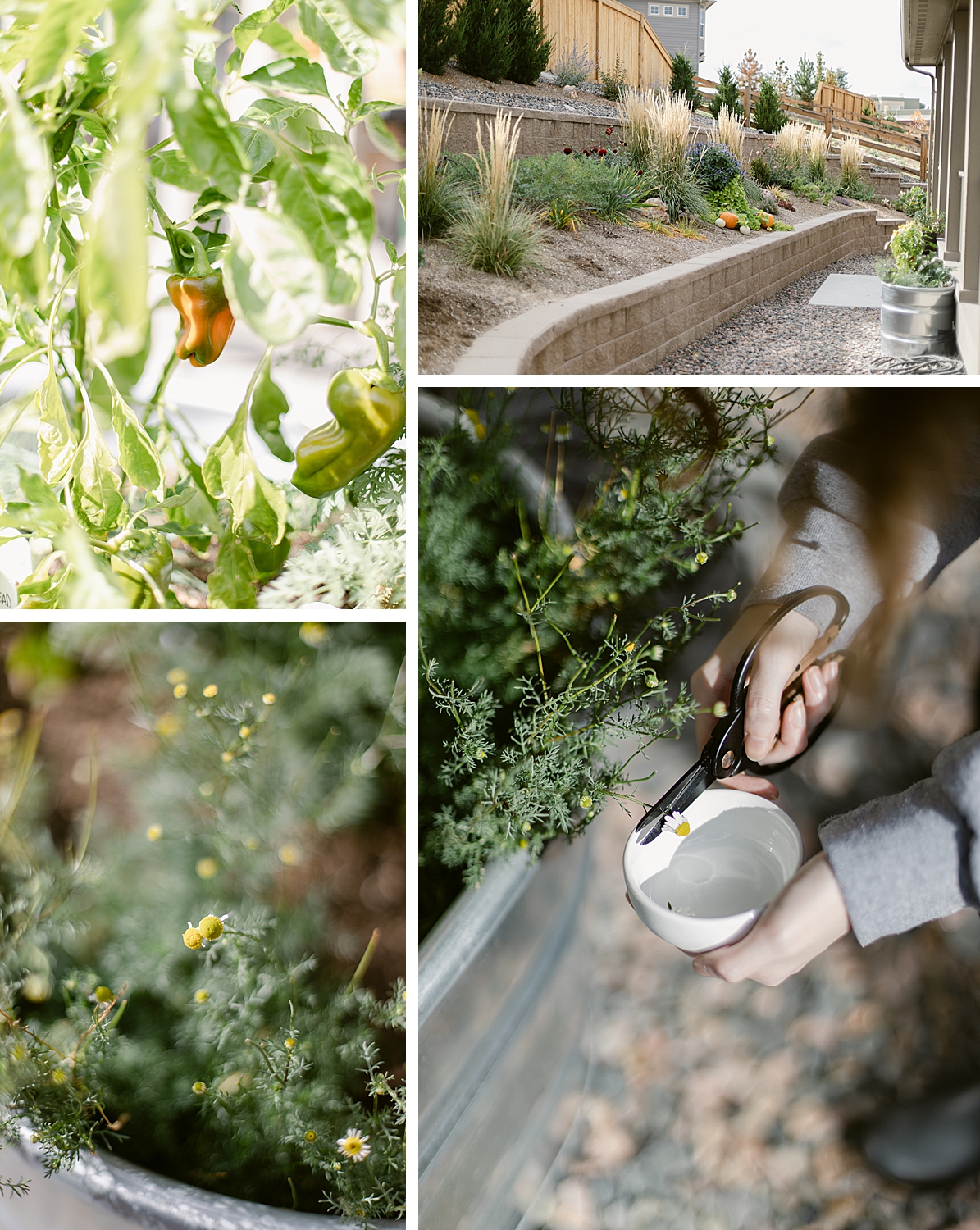 A Floral Photographer's Garden - 2022 October