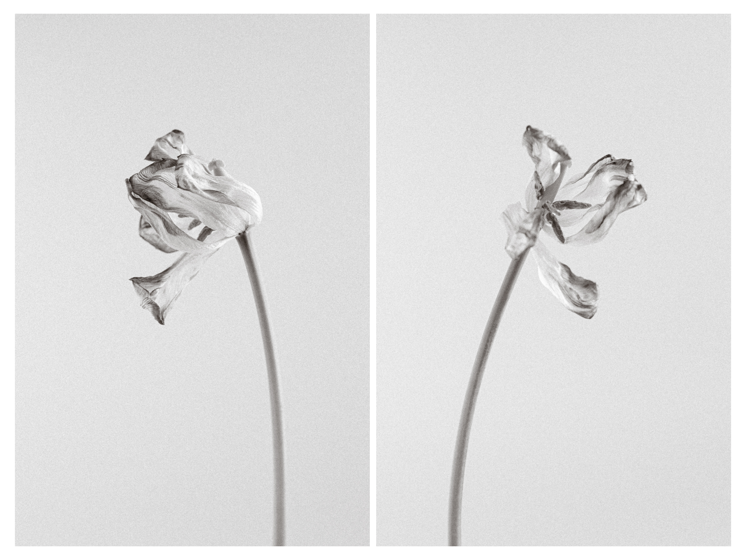 Withering Tulip, Fine Art Floral Photography by Brenda Landrum of Castle Rock, Colorado