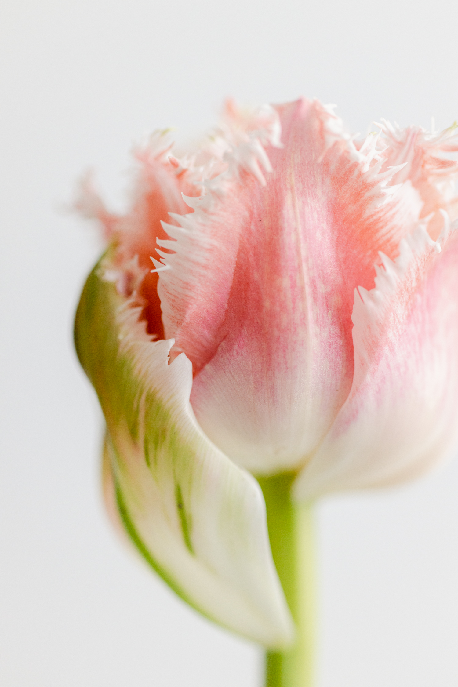 Soft pink fringed tulip floral portrait in studio with natural light by Floral Photographer Brenda Landrum