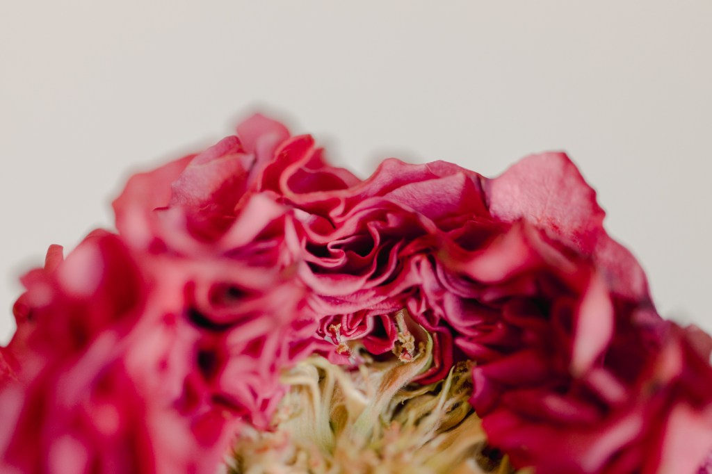 Country Garden Rose by Fine Art Photographer Brenda Landrum in Castle Rock, Colorado