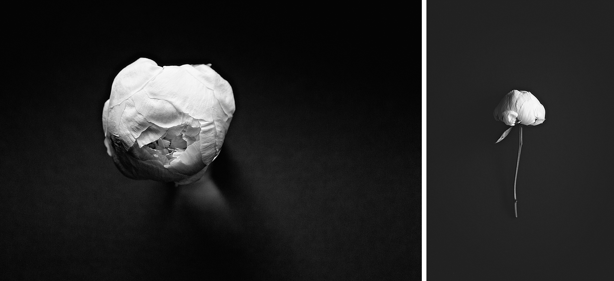 Life of a Peony, from bud to dried by Floral Photographer Brenda Landrum in Castle Pines, Colorado