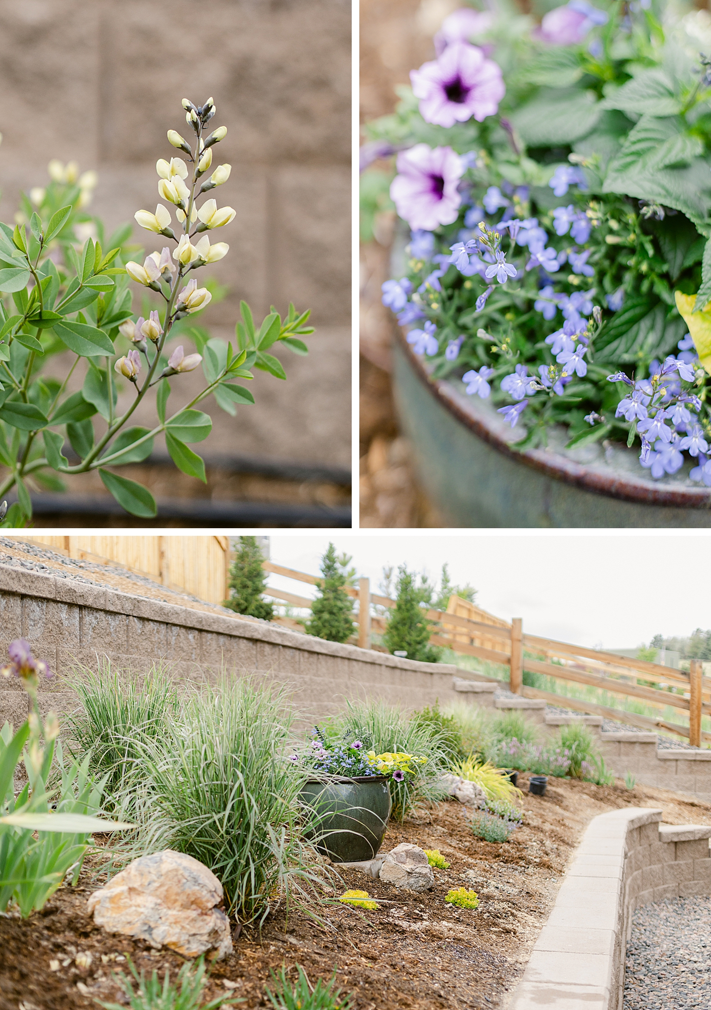 2022 June Garden Tour of floral photographer Brenda Landrum living in Zone 5b Colorado.