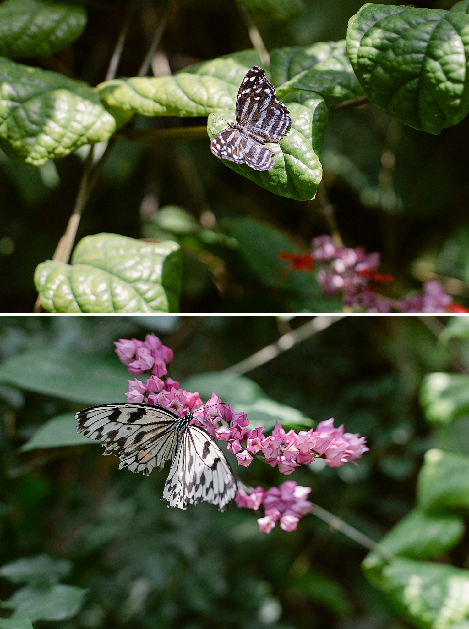 Denver Butterfly Pavilion May 2023, Brenda Landrum Photographer
