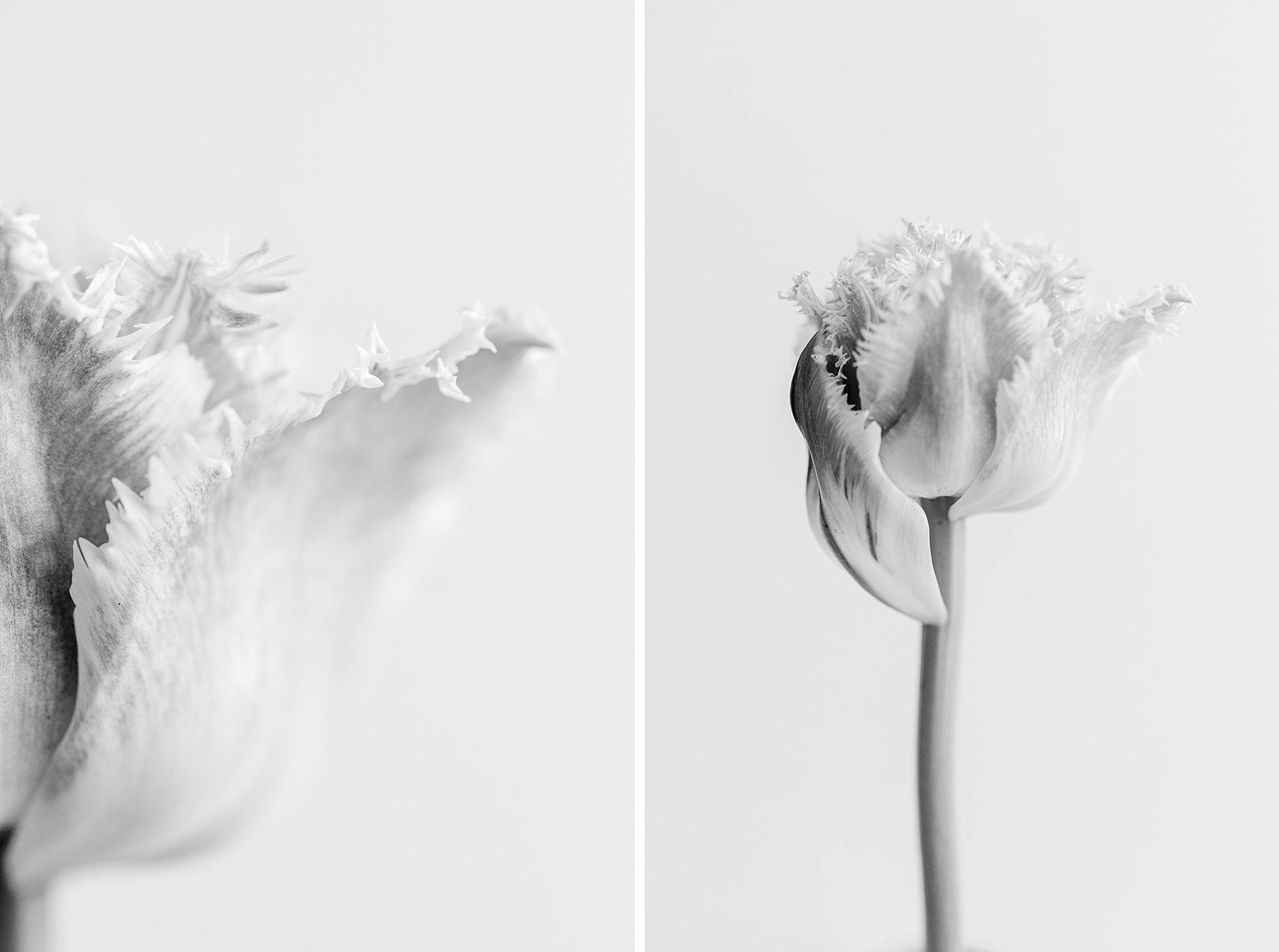 Black and white of a fringed tulip photographed in studio with natural light by Floral Portrait photographer Brenda Landrum of Castle Rock, Colorado
