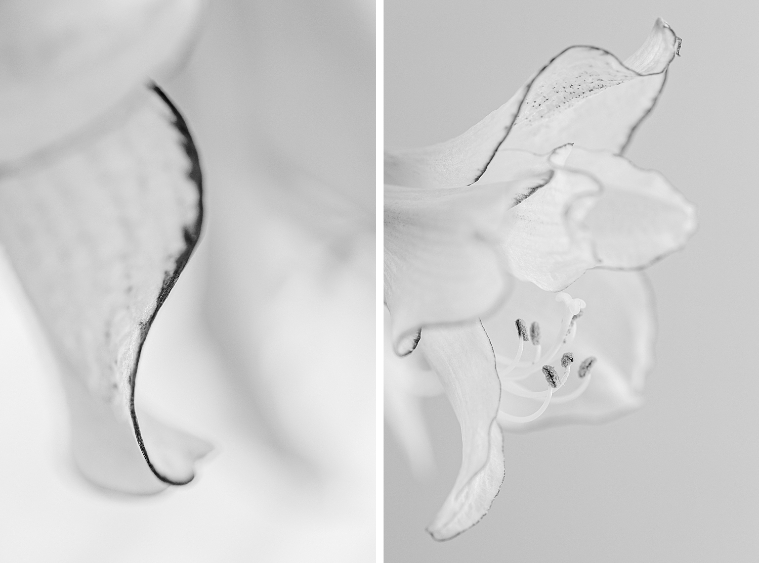 Amaryllis fine art photography by Brenda Landrum