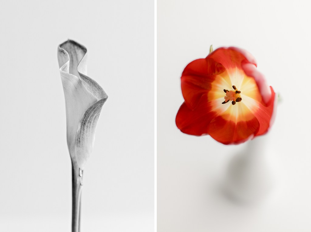 2021 Favorites, Fine Art Floral Photographer Brenda Landrum