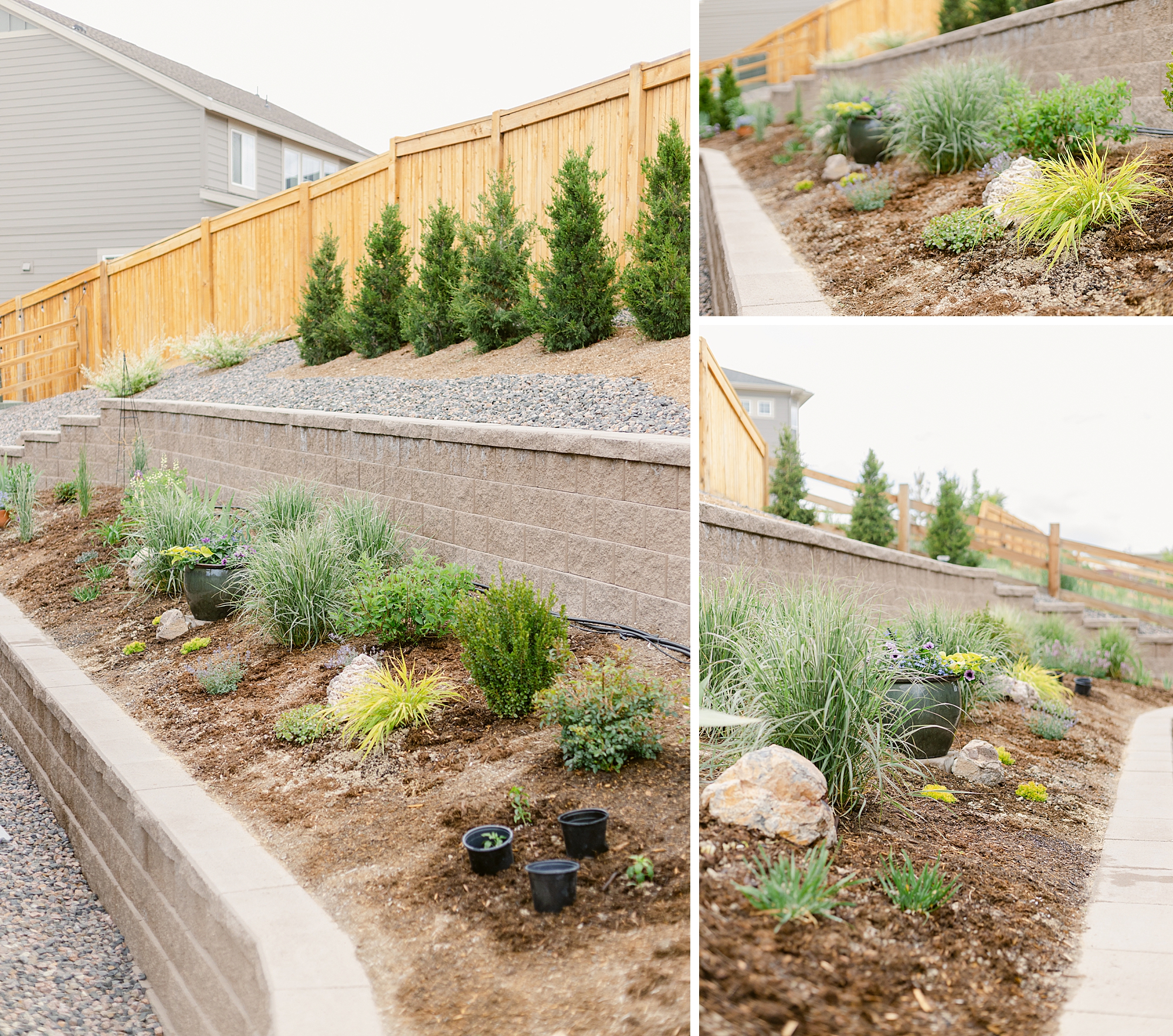 2022 June Garden Tour of floral photographer Brenda Landrum living in Zone 5b Colorado.