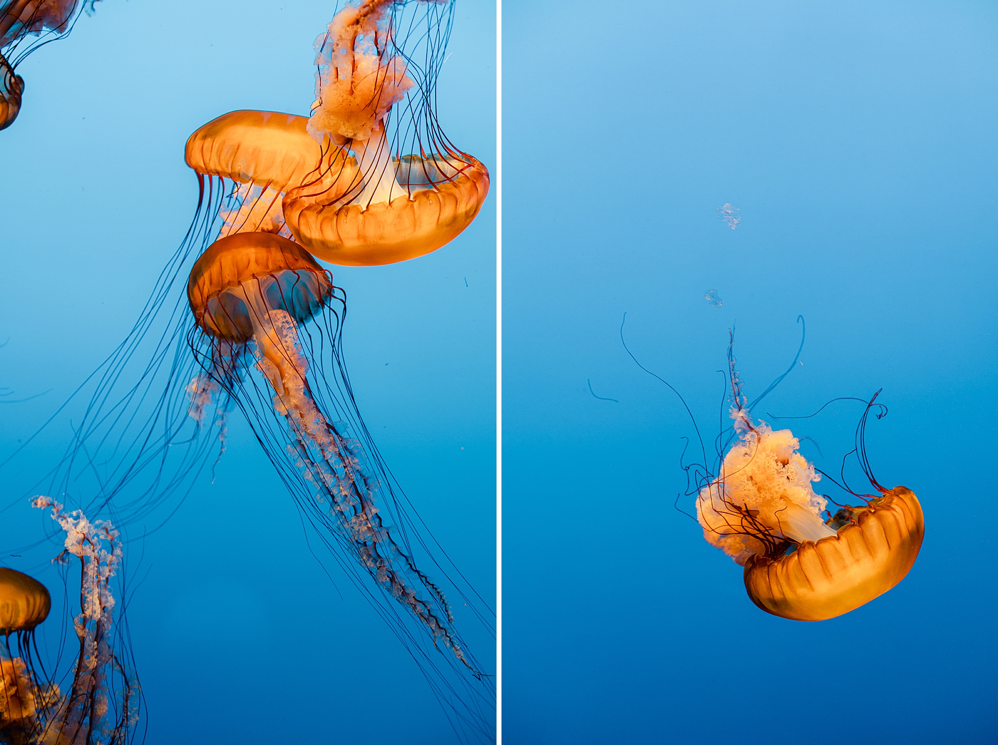 Jellyfish floating at Monterey Bay Aquarium on the California coast by Brenda Landrum Photographer