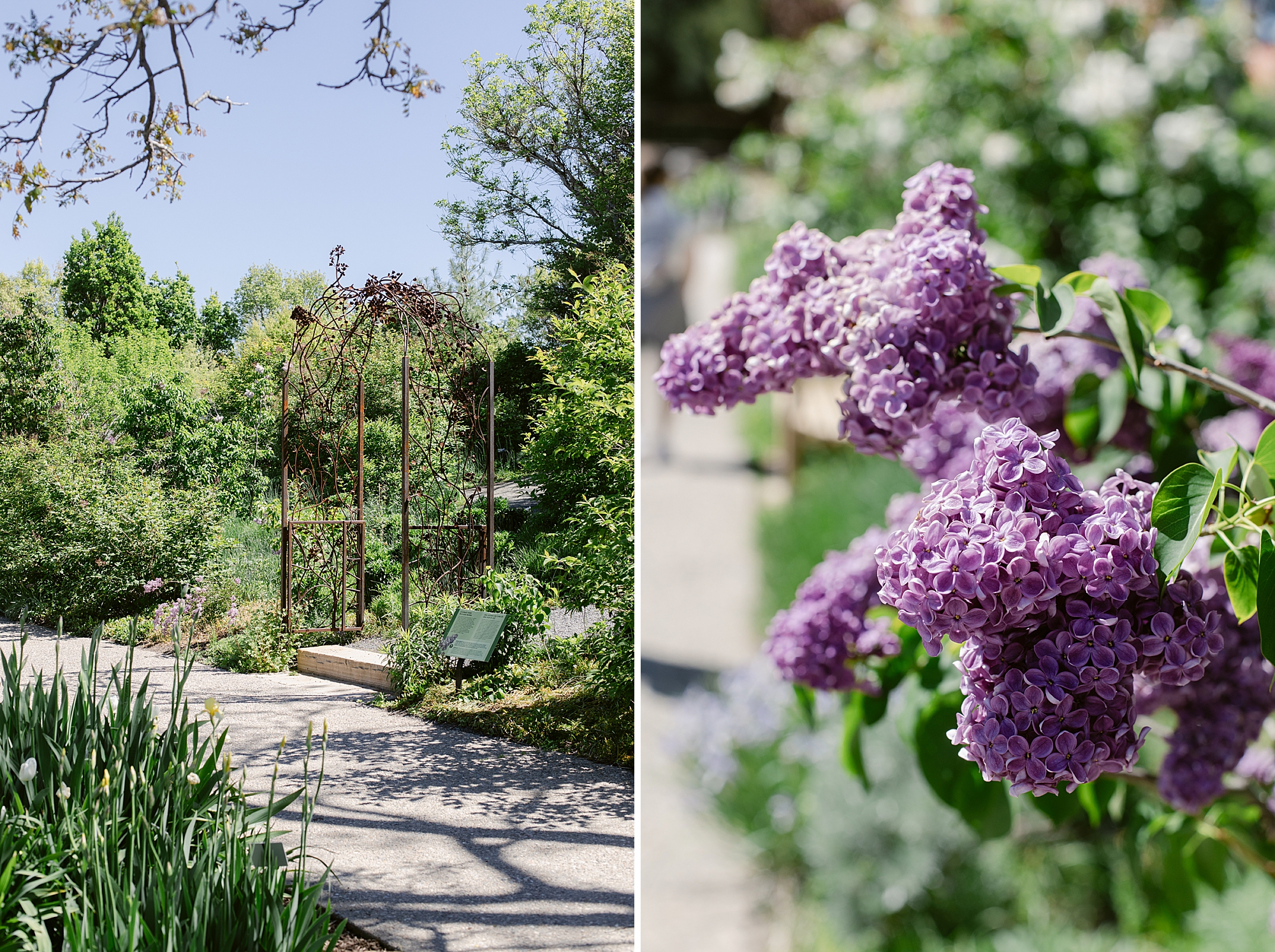 Denver Botanic Gardens on York, St. Lilac Garden photographed by Brenda Landrum