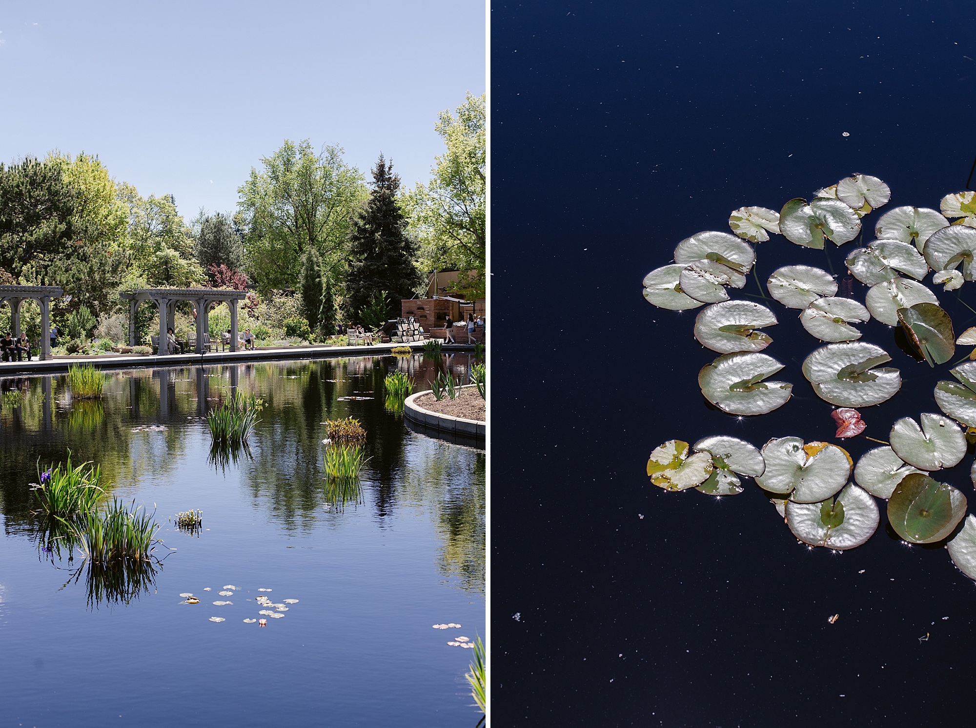 Denver Botanic Gardens on York, St. Monet Pond photographed by Brenda Landrum