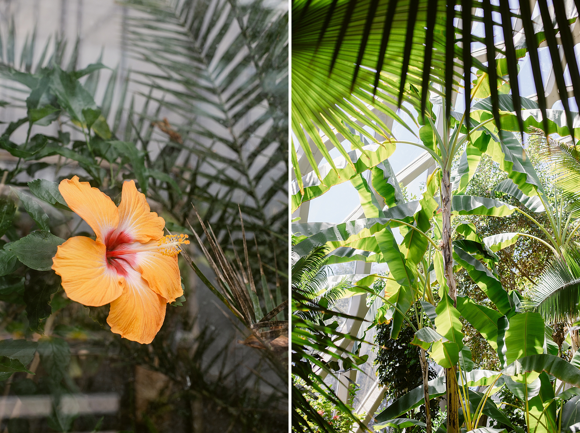 Denver Botanic Gardens on York, St. Tropical Conservatory photographed by Brenda Landrum