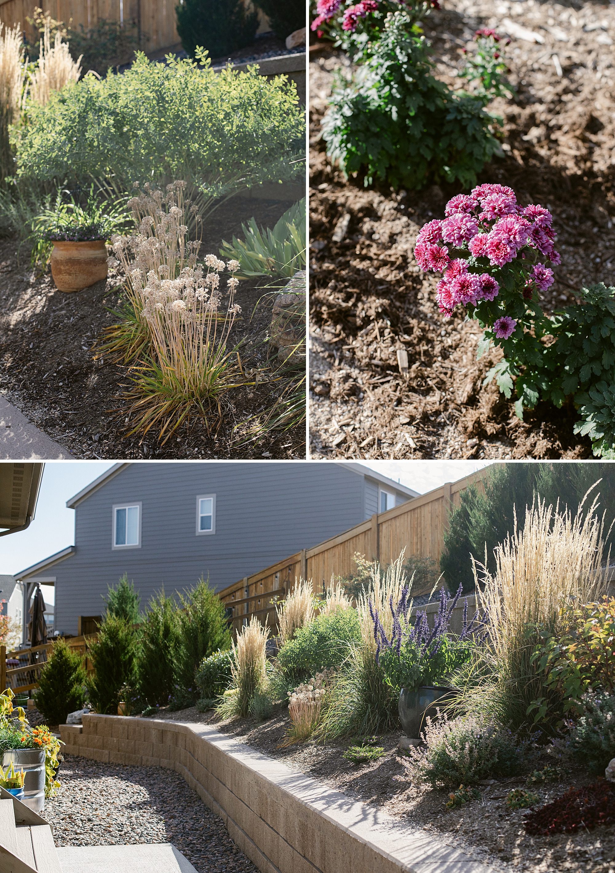 Garden tour of a photographers garden in Zone 5 Colorado.