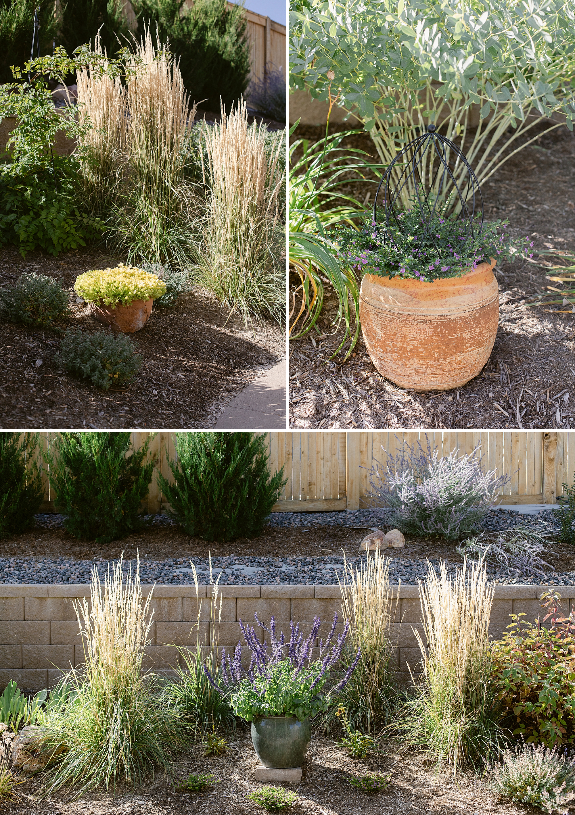 Garden tour of a photographers garden in Zone 5 Colorado.