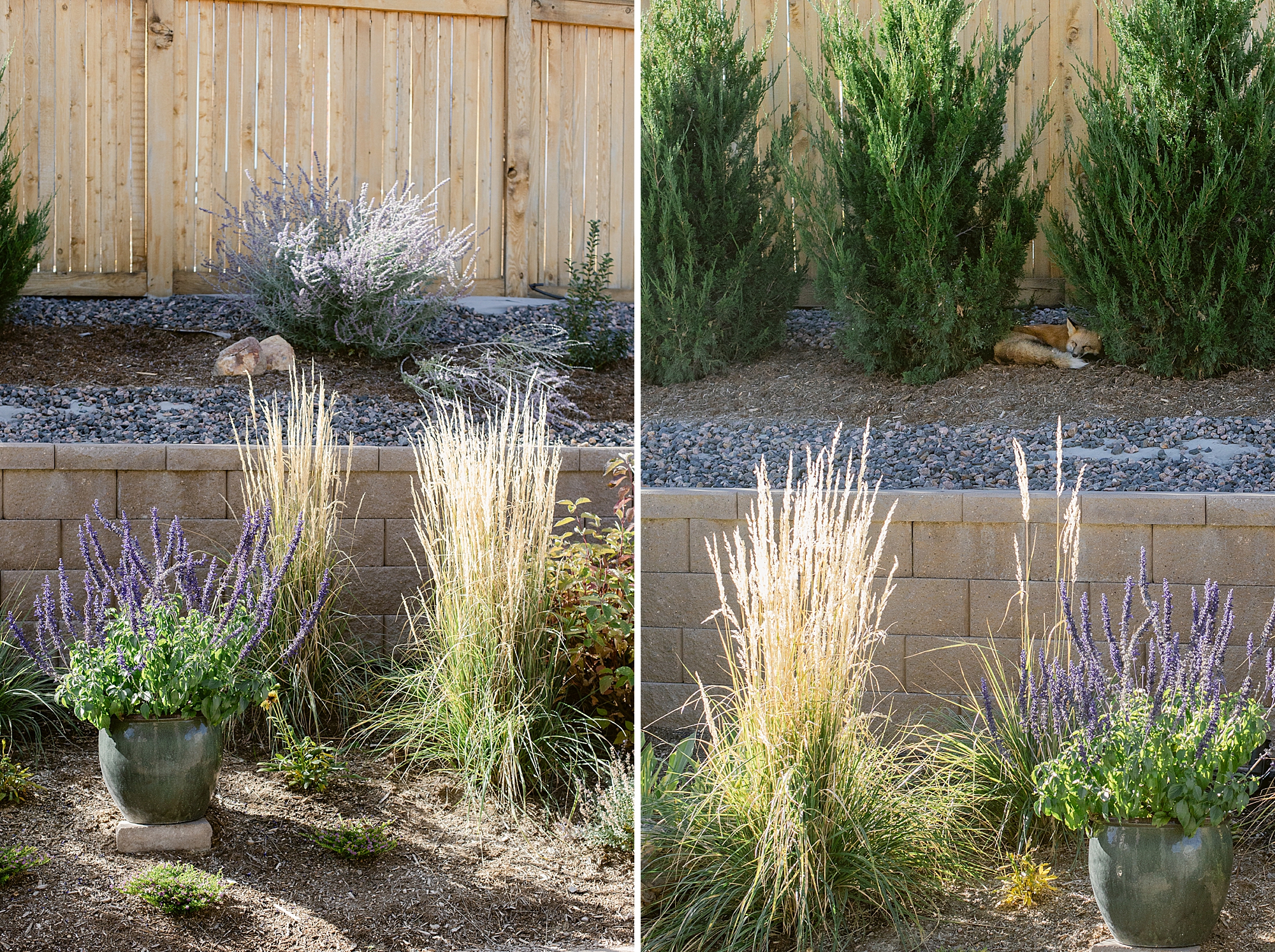 Garden tour of a photographers garden in Zone 5 Colorado.