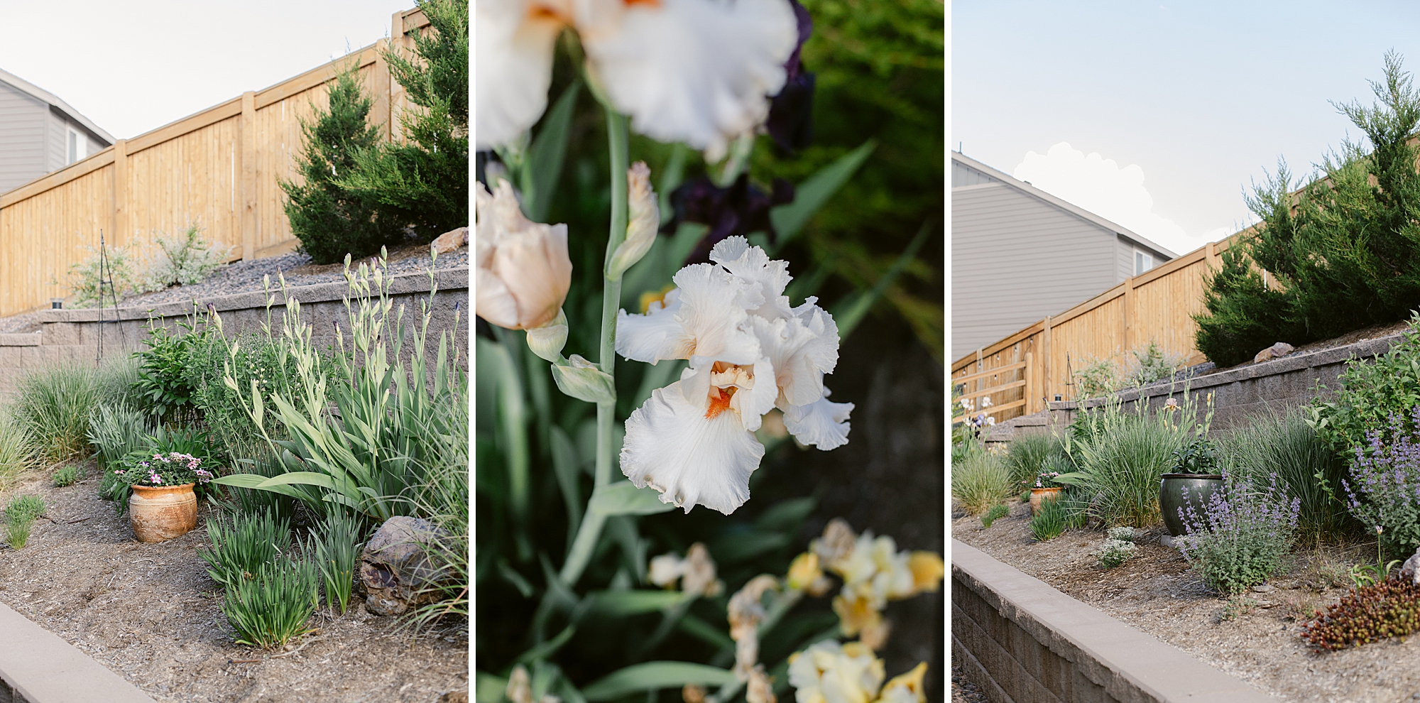 2024 May Garden Tour of Colorado Floral Photographer Brenda Landrum