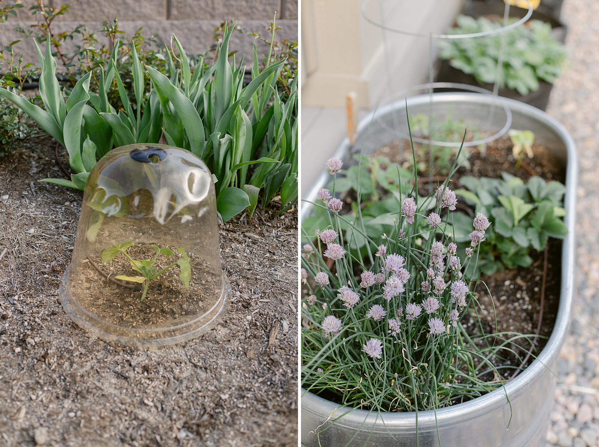 2024 May Garden Tour of Colorado Floral Photographer Brenda Landrum