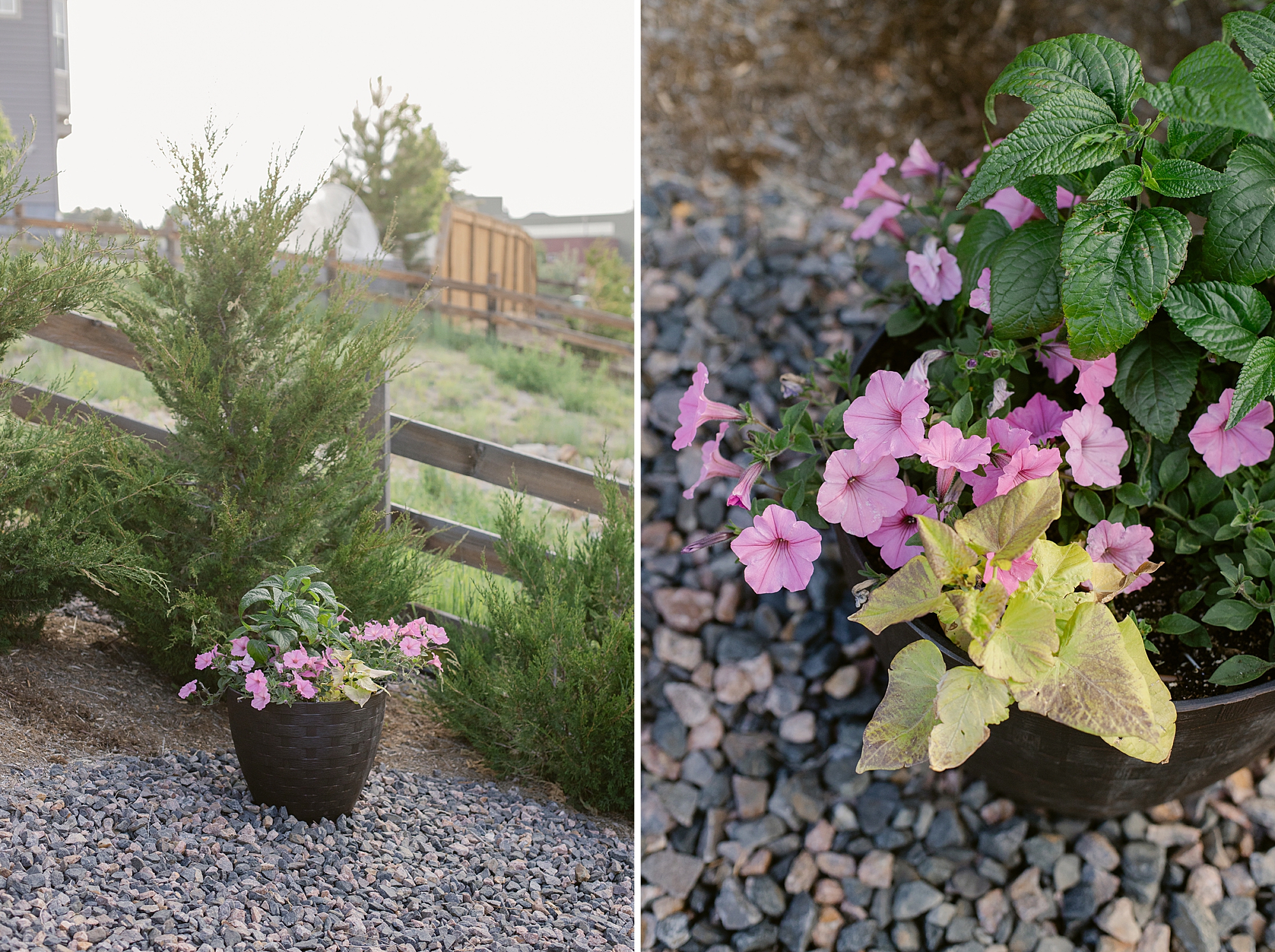 2024 May Garden Tour of Colorado Floral Photographer Brenda Landrum