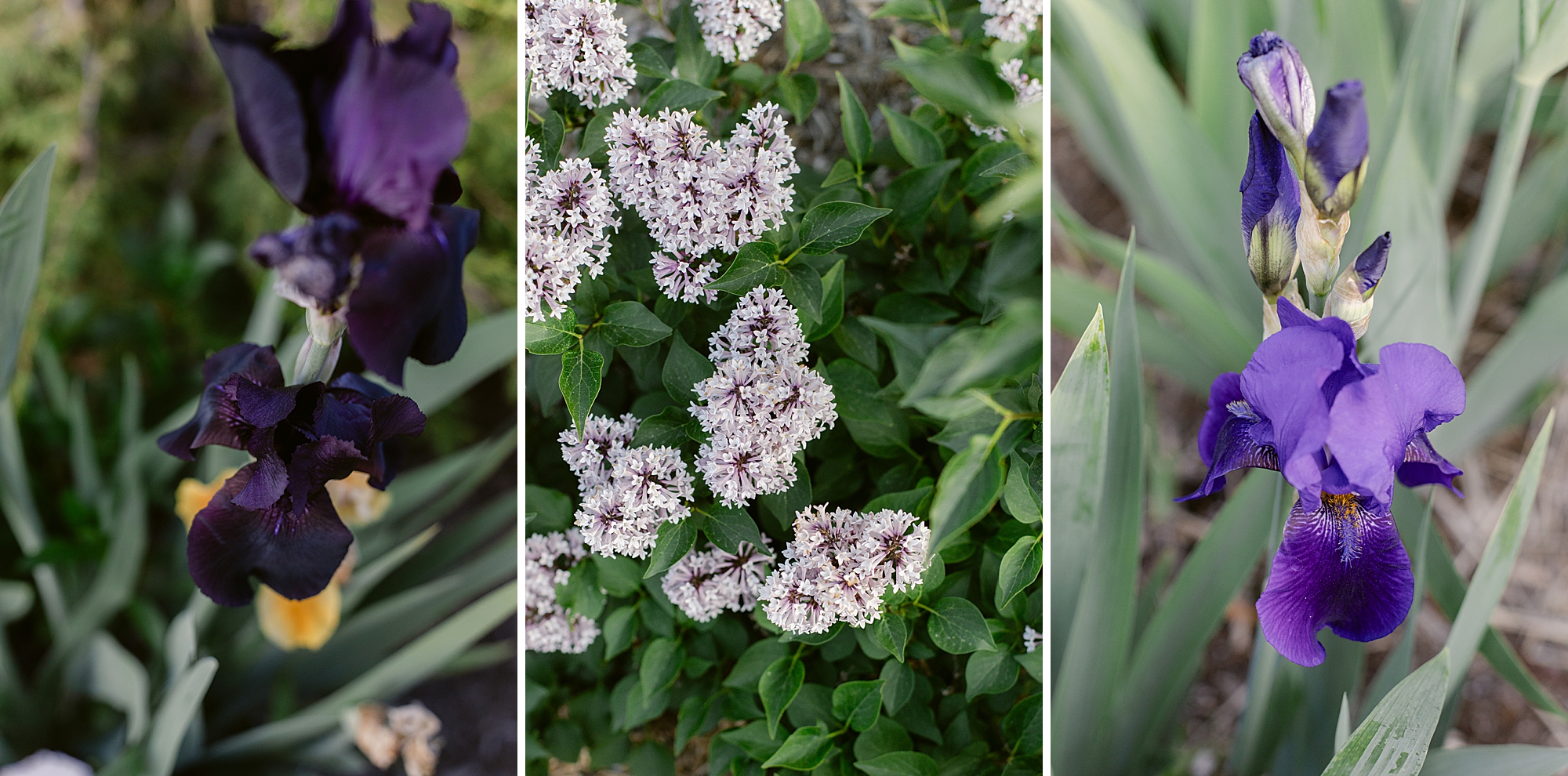 2024 May Garden Tour of Colorado Floral Photographer Brenda Landrum
