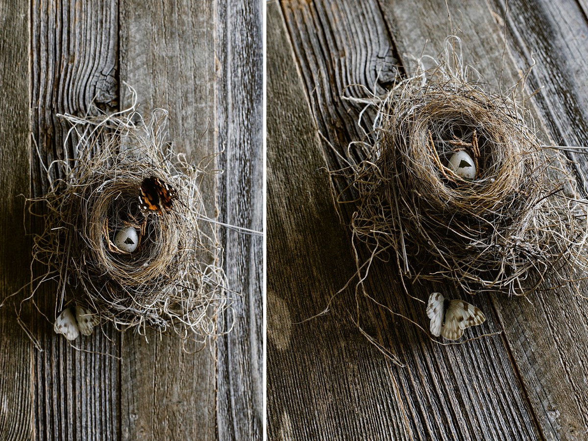 A Robin’s Nest