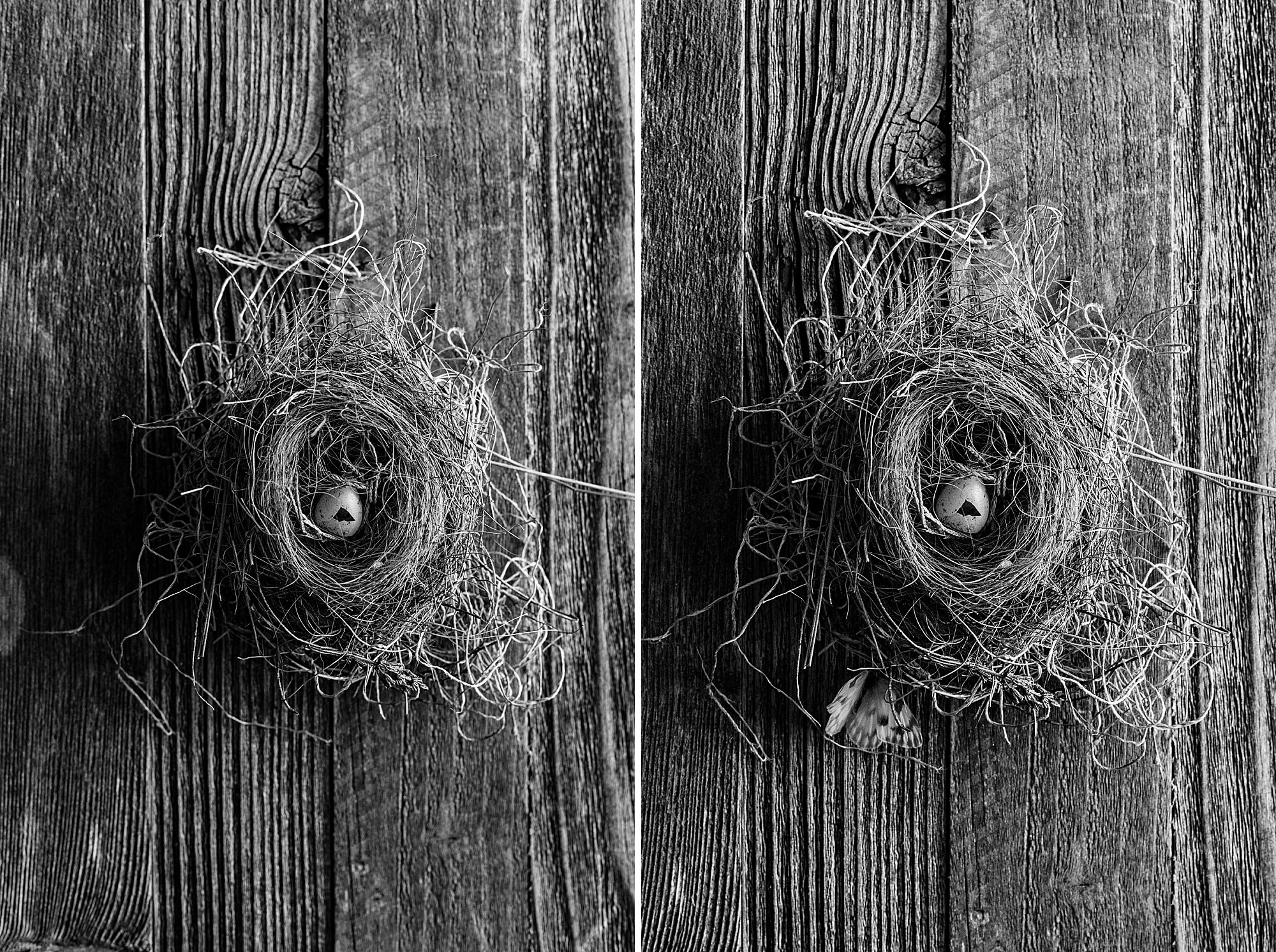 A Robin's Nest, the amazing creativity and craft a robin has in building it's nest, photographed by photographer Brenda Landrum