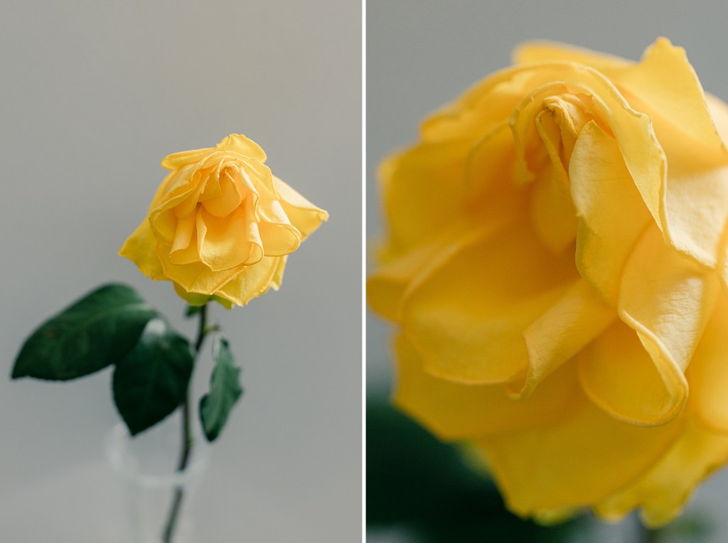 Flower portrait of a yellow rose in a natural light studio by Floral Photographer Brenda Landrum of Colorado.