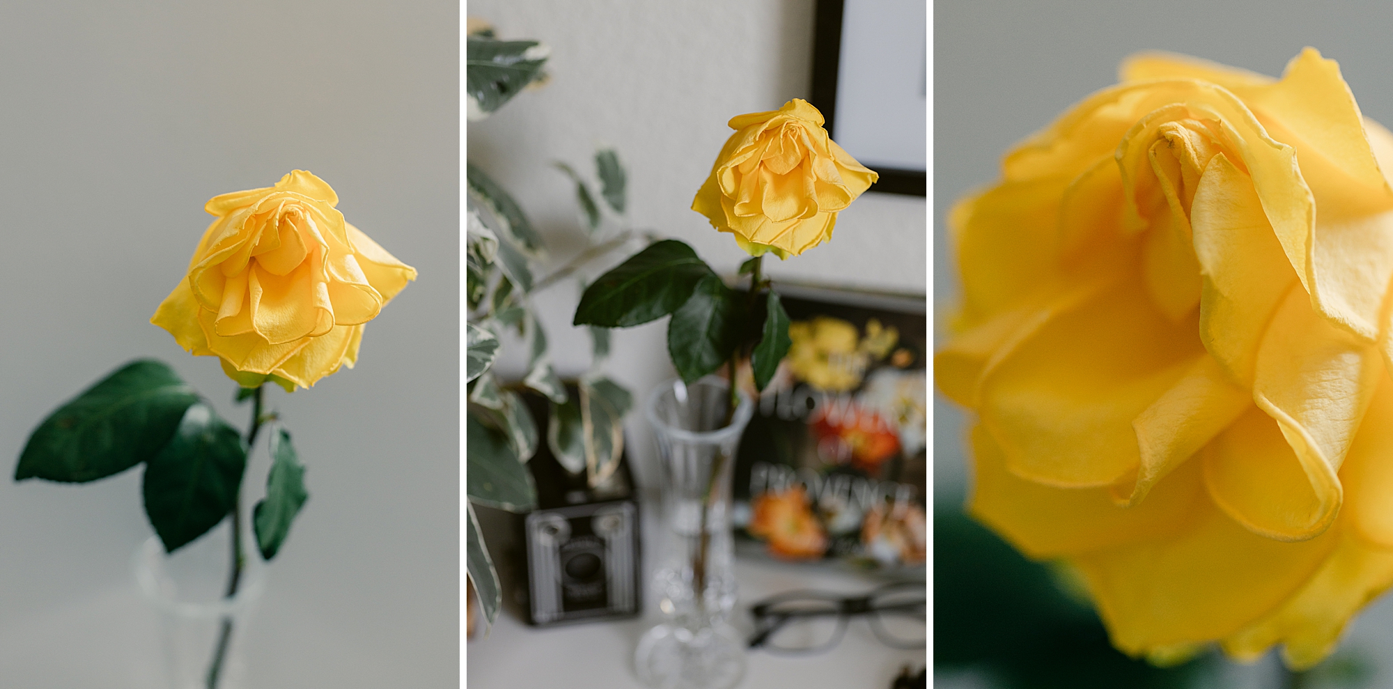 Flower portrait of a yellow rose in a natural light studio by Floral Photographer Brenda Landrum of Colorado.