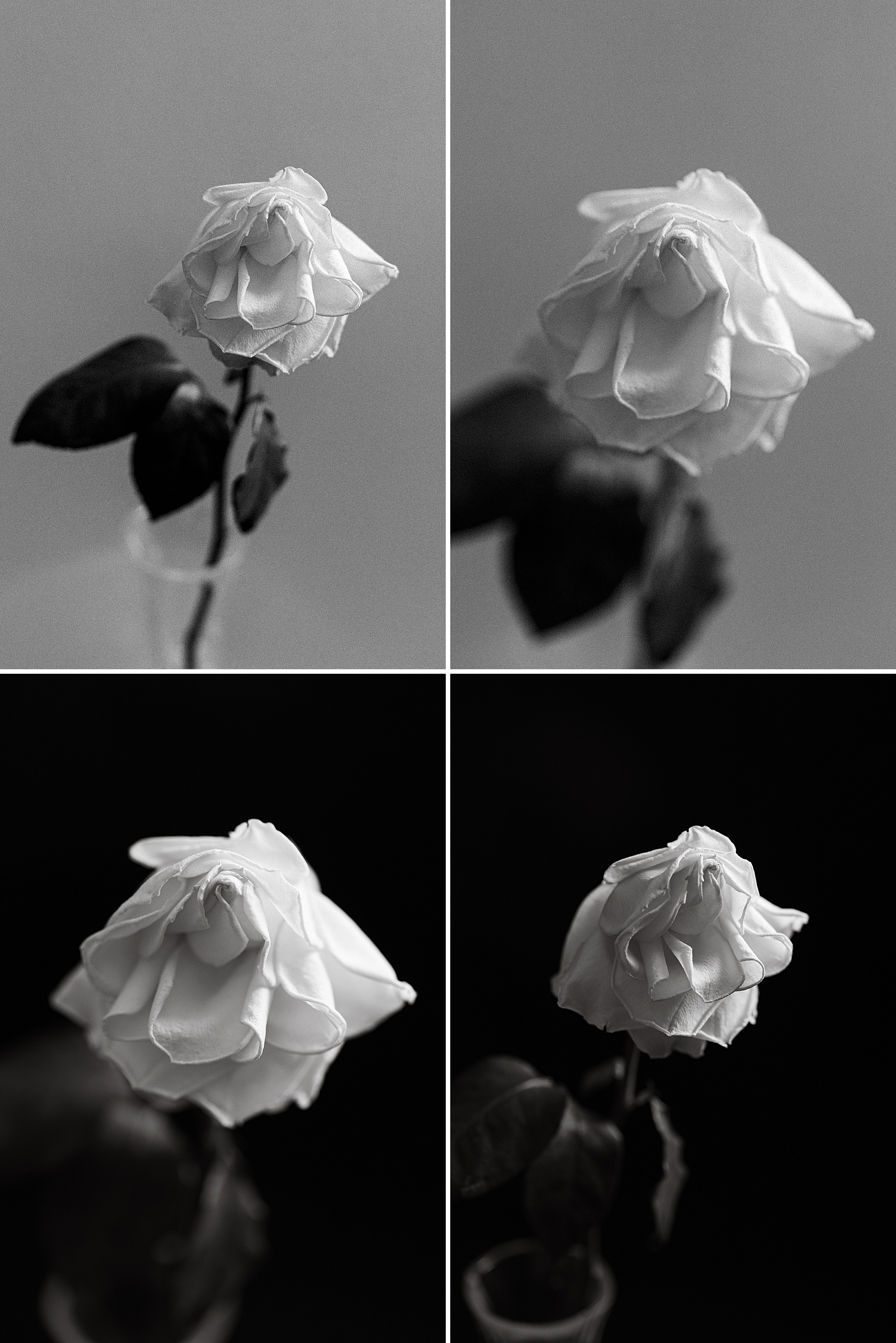 Black and white flower portrait of a rose in a natural light studio by Floral Photographer Brenda Landrum of Colorado.
