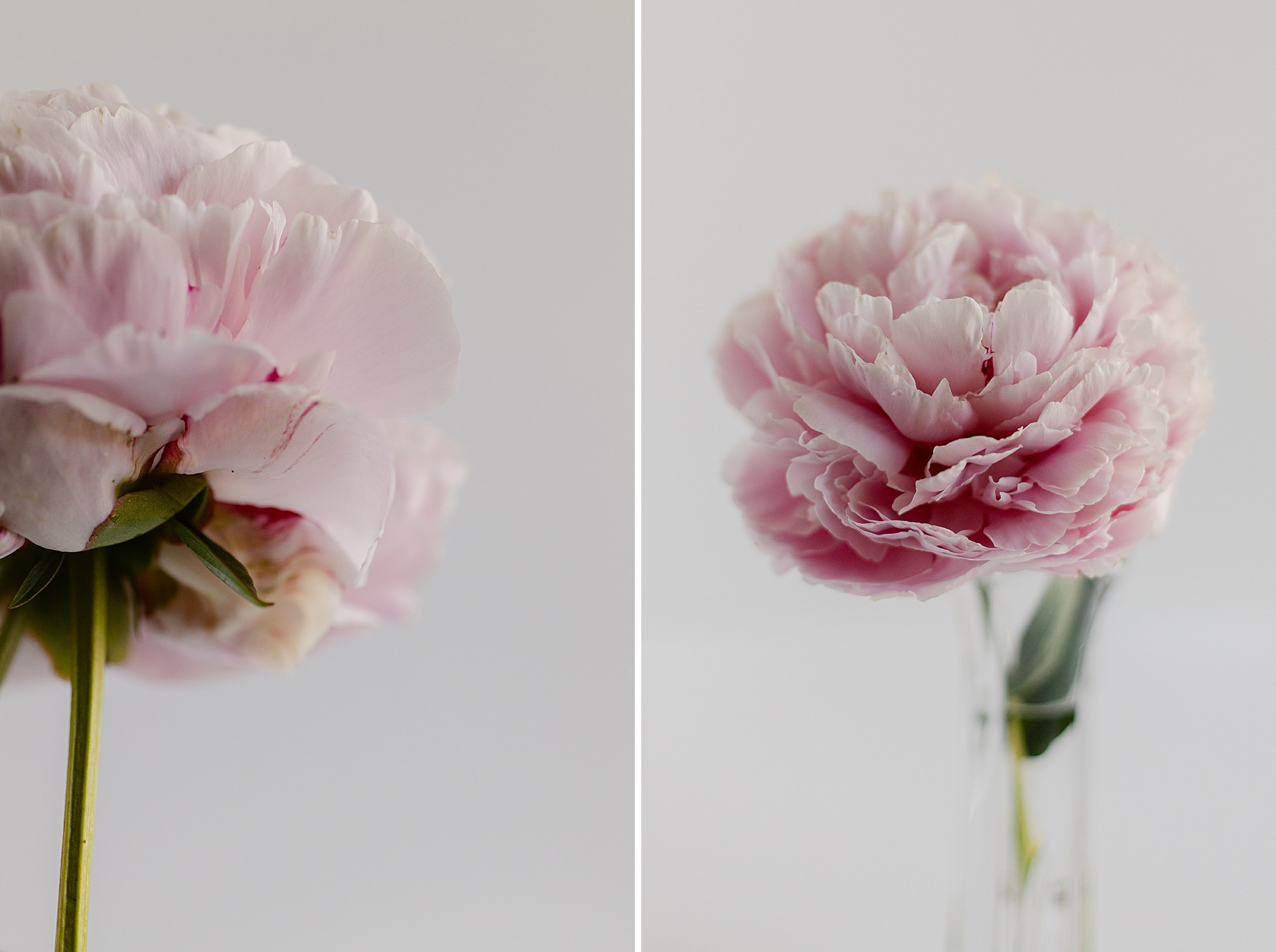 Garden Peony - Floral Photography by Fine Art Photographer Brenda Landrum of Castle Rock, Colorado.